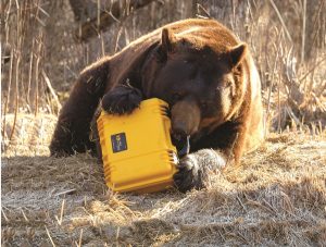 bear2100_peli_storm1