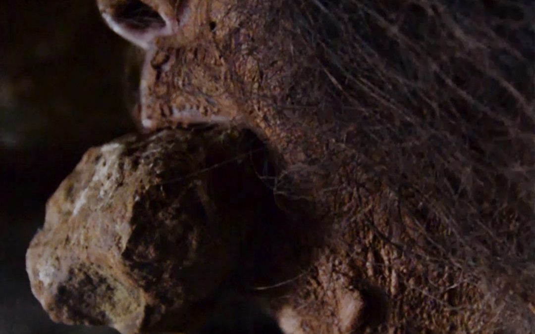 Omo, una película con una mirada ecológica a la vida, presentada en la feria Biocultura