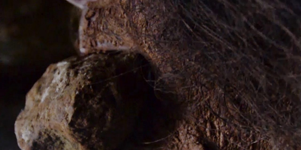 Omo, una película con una mirada ecológica a la vida, presentada en la feria Biocultura