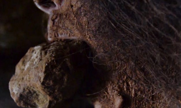 Omo, una película con una mirada ecológica a la vida, presentada en la feria Biocultura